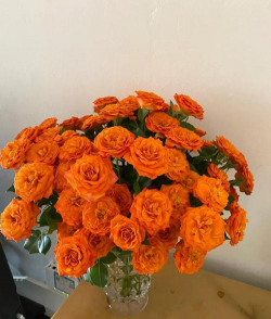 橙色芭比花怎么养,掌握关键技巧,轻松爆盆开花 橙色芭比花怎么养,掌握关键技巧,轻松爆盆开花