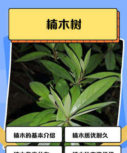 楠木树病害防治,常见问题识别,有效应对方法 楠木树病害防治,常见问题识别,有效应对方法