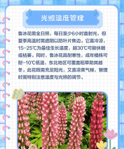 鲁宾花怎么养,新手入门指南,轻松掌握养护技巧 鲁宾花怎么养,新手入门指南,轻松掌握养护技巧