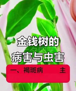 金钱树虫害防治,常见虫害识别,有效处理办法 金钱树虫害防治,常见虫害识别,有效处理办法