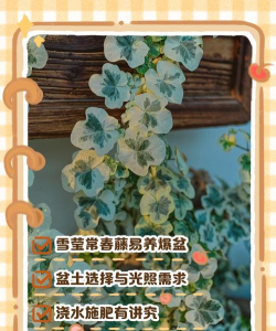 雪莹花怎么养,新手入门指南,轻松掌握养护技巧 雪莹花怎么养,新手入门指南,轻松掌握养护技巧