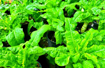 莴苣栽培技术,掌握关键步骤,轻松收获鲜嫩蔬菜 莴苣栽培技术,掌握关键步骤,轻松收获鲜嫩蔬菜