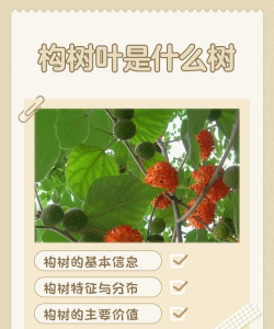 构树防治技术,常见问题解析,实用方法分享 构树防治技术,常见问题解析,实用方法分享