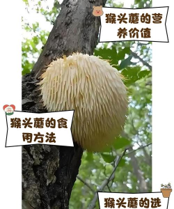 猴头菇栽培技术,掌握关键步骤,轻松实现高产 猴头菇栽培技术,掌握关键步骤,轻松实现高产