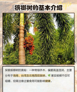 槟榔树早衰防治,找准原因,对症下药 槟榔树早衰防治,找准原因,对症下药