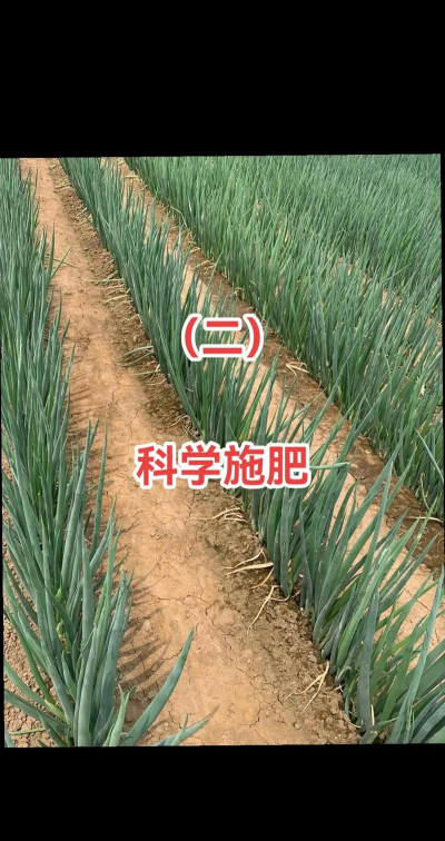 大葱的栽培方法,掌握关键步骤,轻松收获好葱 大葱的栽培方法,掌握关键步骤,轻松收获好葱