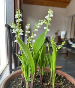 蓝钟花怎么养,掌握关键技巧,轻松养出好状态 蓝钟花怎么养,掌握关键技巧,轻松养出好状态