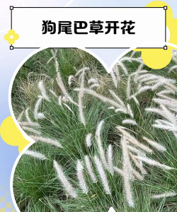 狗尾巴花怎么养,掌握浇水技巧,轻松爆盆开花 狗尾巴花怎么养,掌握浇水技巧,轻松爆盆开花