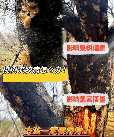 胶东树病害防治,常见问题识别,有效应对方法 胶东树病害防治,常见问题识别,有效应对方法