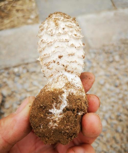 鸡腿菇栽培技术,掌握关键步骤,轻松实现高产 鸡腿菇栽培技术,掌握关键步骤,轻松实现高产