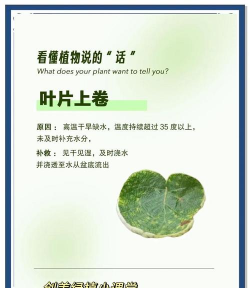 腊肠树病害防治,识别常见问题,掌握应对方法 腊肠树病害防治,识别常见问题,掌握应对方法