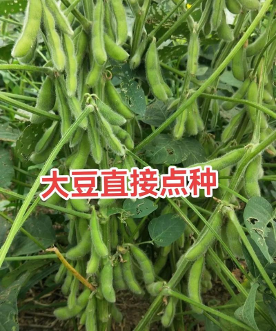 大豆高产栽培技术,选对品种,掌握关键步骤 大豆高产栽培技术,选对品种,掌握关键步骤
