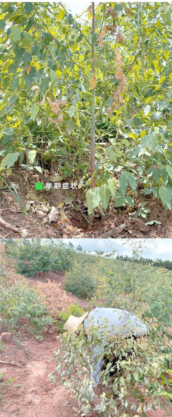 安树白蚁防治,识别早期迹象,采取有效方法 安树白蚁防治,识别早期迹象,采取有效方法