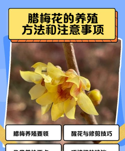腊敏花怎么养,掌握关键技巧,轻松应对常见问题 腊敏花怎么养,掌握关键技巧,轻松应对常见问题