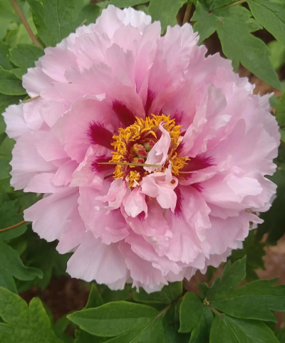 洛阳花怎么养,掌握关键技巧,轻松培育美丽花朵 洛阳花怎么养,掌握关键技巧,轻松培育美丽花朵