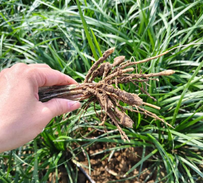 麦冬栽培技术,掌握关键步骤,轻松提高产量 麦冬栽培技术,掌握关键步骤,轻松提高产量