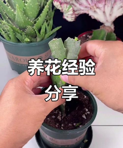 英嘴花怎么养,新手入门指南,轻松掌握养护技巧 英嘴花怎么养,新手入门指南,轻松掌握养护技巧