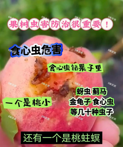 枇杷树食心虫防治,识别虫害特征,掌握有效方法 枇杷树食心虫防治,识别虫害特征,掌握有效方法
