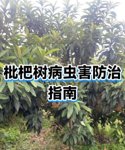 枇杷树害虫防治,识别常见虫害,掌握有效方法 枇杷树害虫防治,识别常见虫害,掌握有效方法
