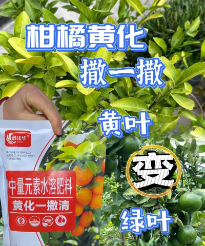 果园黄化树防治,找准原因,对症下药 果园黄化树防治,找准原因,对症下药