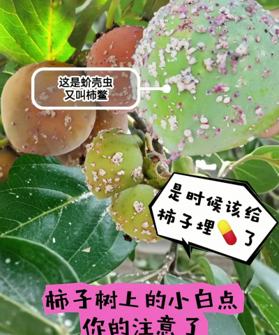 树虱子怎么防治,快速见效,保护树木健康 树虱子怎么防治,快速见效,保护树木健康