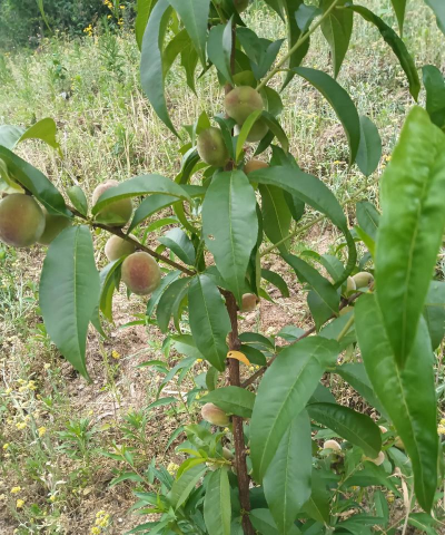 冬桃栽培,掌握关键技巧,收获甜蜜果实 冬桃栽培,掌握关键技巧,收获甜蜜果实