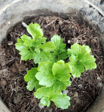 秋季花毛茛怎么养,掌握关键技巧,花开更繁茂 秋季花毛茛怎么养,掌握关键技巧,花开更繁茂
