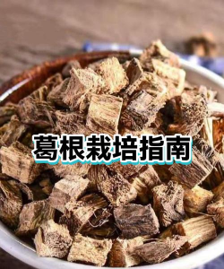 葛根栽培技术,选对方法,轻松高产 葛根栽培技术,选对方法,轻松高产