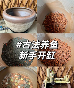 花腥鱼怎么养,新手入门指南,轻松上手不踩坑 花腥鱼怎么养,新手入门指南,轻松上手不踩坑