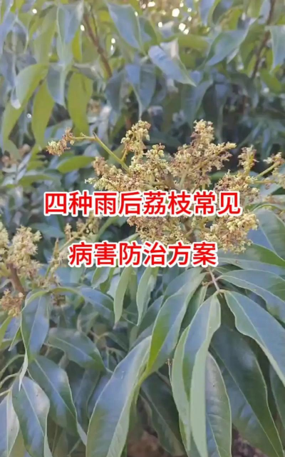 荔枝树防治,常见问题,实用方法 荔枝树防治,常见问题,实用方法