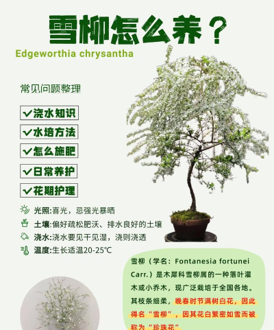 有花雪柳怎么养,掌握关键技巧,轻松培育美丽植株 有花雪柳怎么养,掌握关键技巧,轻松培育美丽植株