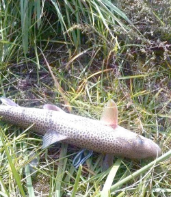 石花鱼怎么养,新手入门指南,常见问题解答 石花鱼怎么养,新手入门指南,常见问题解答