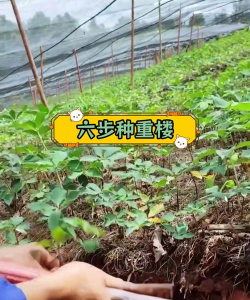 重楼的栽培,选对方法,轻松上手 重楼的栽培,选对方法,轻松上手