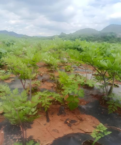 当归栽培技术,选对方法,轻松上手 当归栽培技术,选对方法,轻松上手