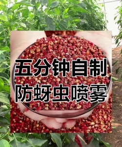 花椒树防治苍蝇,实用方法分享,轻松解决困扰 花椒树防治苍蝇,实用方法分享,轻松解决困扰