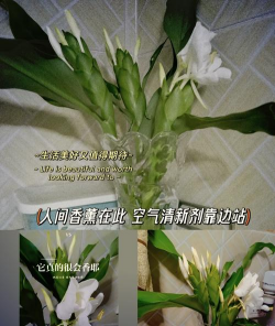 姜花怎么养视频,看视频学技巧,轻松上手不踩坑 姜花怎么养视频,看视频学技巧,轻松上手不踩坑