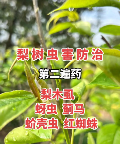 犁树害虫防治,识别常见虫害,掌握有效方法 犁树害虫防治,识别常见虫害,掌握有效方法