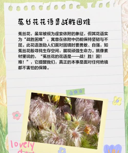 菟丝花怎么养,掌握关键技巧,轻松培育美丽花朵 菟丝花怎么养,掌握关键技巧,轻松培育美丽花朵