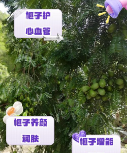榧树绿藻防治,识别早期迹象,采取有效方法 榧树绿藻防治,识别早期迹象,采取有效方法