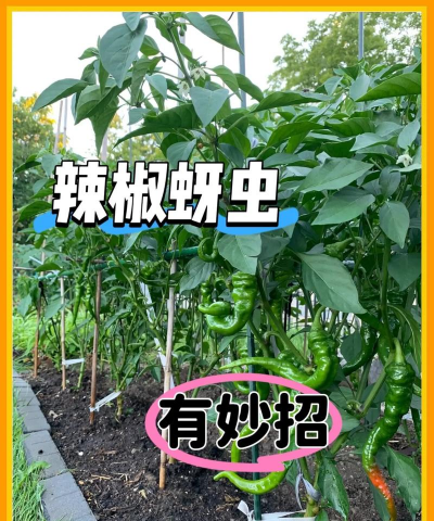 椒树米虫防治,识别虫害特征,掌握有效方法 椒树米虫防治,识别虫害特征,掌握有效方法