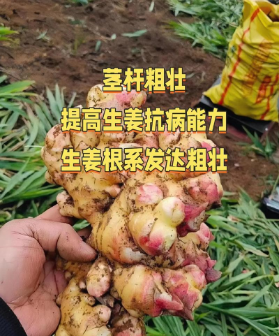 生姜栽培种植技术,选对方法,轻松收获 生姜栽培种植技术,选对方法,轻松收获