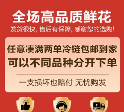 单瓣手球花怎么养,新手入门指南,轻松掌握养护技巧 单瓣手球花怎么养,新手入门指南,轻松掌握养护技巧