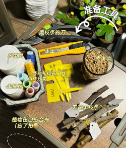 无花果的栽培技术,掌握关键步骤,轻松收获甜蜜果实 无花果的栽培技术,掌握关键步骤,轻松收获甜蜜果实