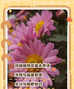玛格丽花怎么养,新手入门指南,轻松爆盆技巧 玛格丽花怎么养,新手入门指南,轻松爆盆技巧