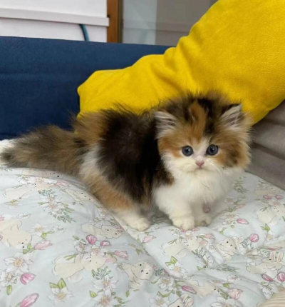 拿破仑三花怎么养,掌握关键技巧,轻松养出健康猫咪 拿破仑三花怎么养,掌握关键技巧,轻松养出健康猫咪