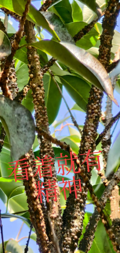 蜡树怎么防治,常见虫害识别,有效处理办法 蜡树怎么防治,常见虫害识别,有效处理办法