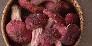 红菇栽培技术,掌握关键步骤,实现稳定产出 红菇栽培技术,掌握关键步骤,实现稳定产出