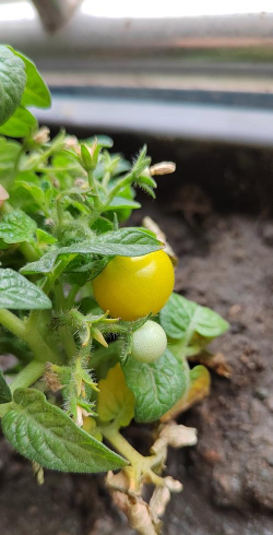 圣女果栽培技术,轻松上手,收获满满 圣女果栽培技术,轻松上手,收获满满