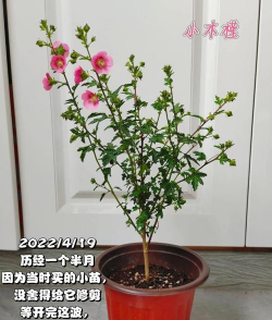 小瑾花怎么养,新手入门指南,轻松掌握养护技巧 小瑾花怎么养,新手入门指南,轻松掌握养护技巧