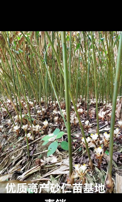 砂仁栽培,选对品种,掌握关键步骤 砂仁栽培,选对品种,掌握关键步骤